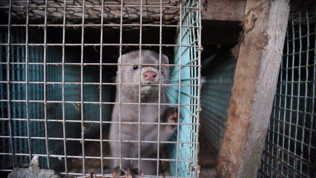 visones dinamarca covid